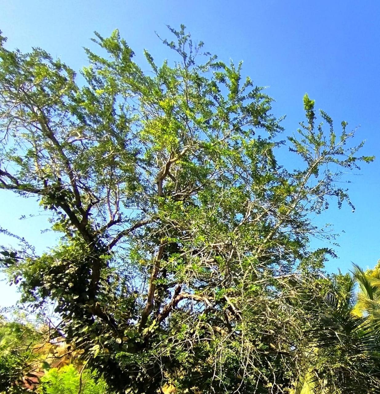 Mirissa Villa Green Pepper מראה חיצוני תמונה
